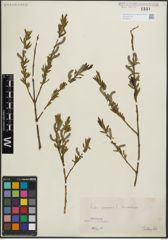 Foto von Salix purpurea L.